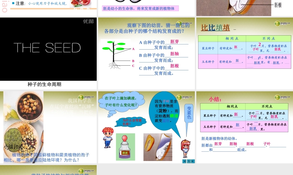 七年级生物上册 第二节 种子植物课件 新人教版 课件