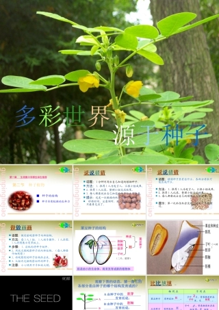 七年级生物上册 第二节 种子植物课件 新人教版 课件