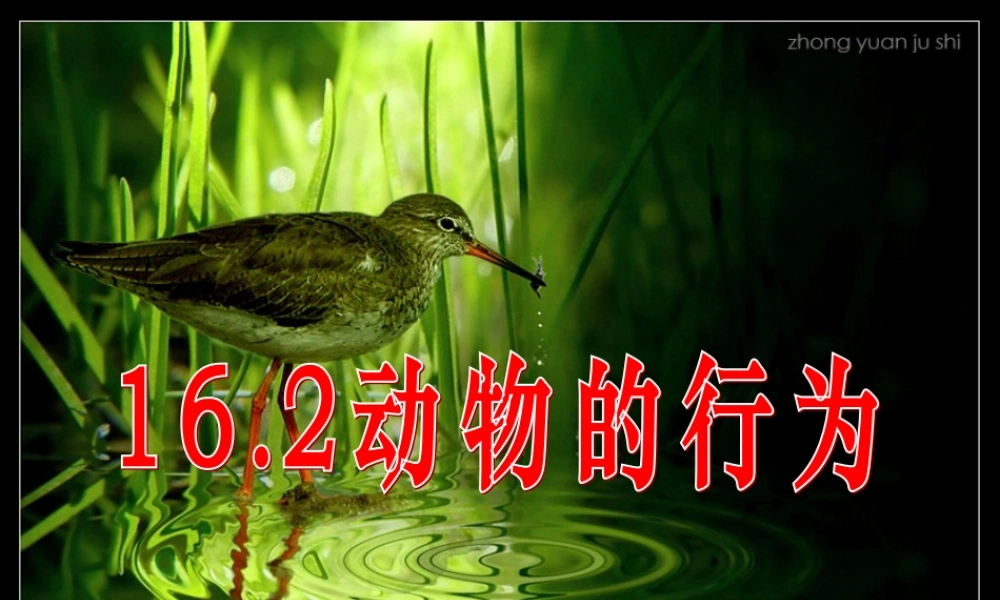 八年级生物(动物的行为)课件  苏教版 课件