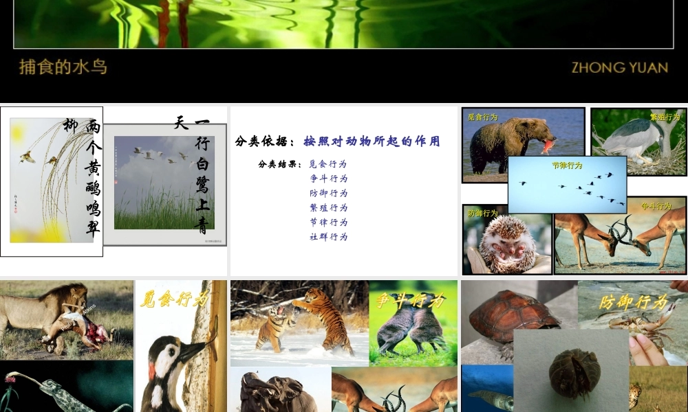 八年级生物(动物的行为)课件  苏教版 课件