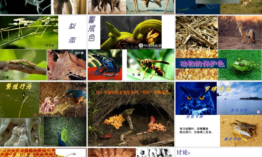 八年级生物(动物的行为)课件  苏教版 课件