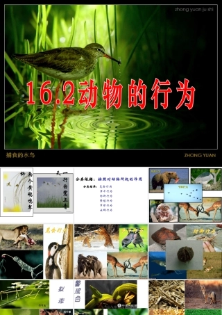八年级生物(动物的行为)课件  苏教版 课件