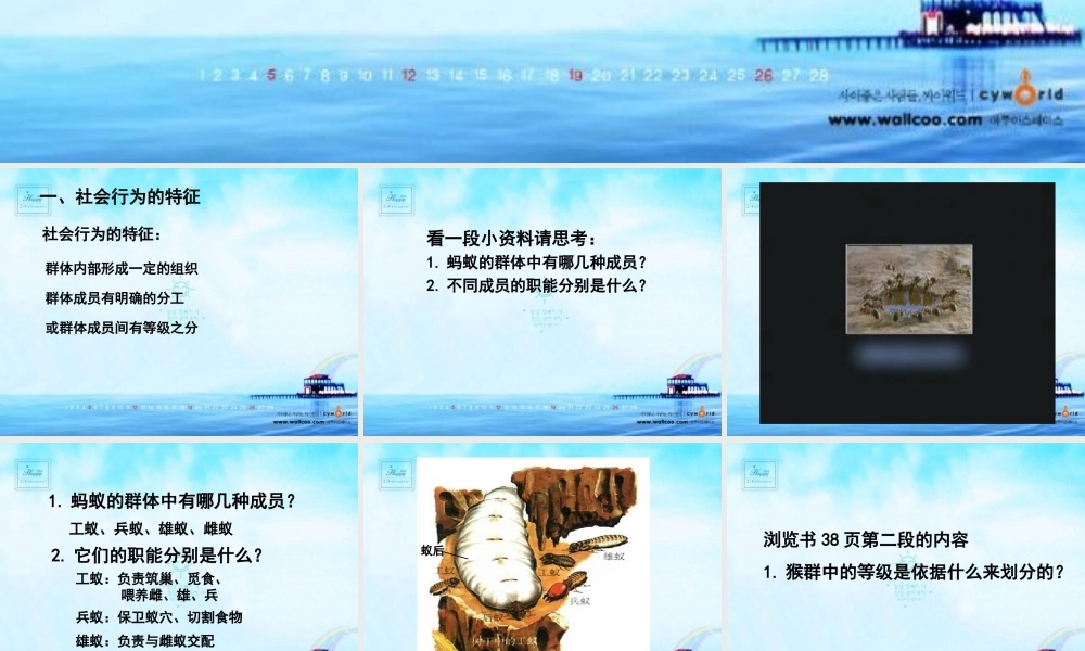 八年级生物 第三节 社会行为课件2 八年级生物 第三节 社会行为课件[整理两套] 八年级生物 第三节 社会行为课件[整理两套]