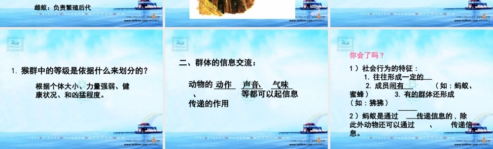 八年级生物 第三节 社会行为课件2 八年级生物 第三节 社会行为课件[整理两套] 八年级生物 第三节 社会行为课件[整理两套]