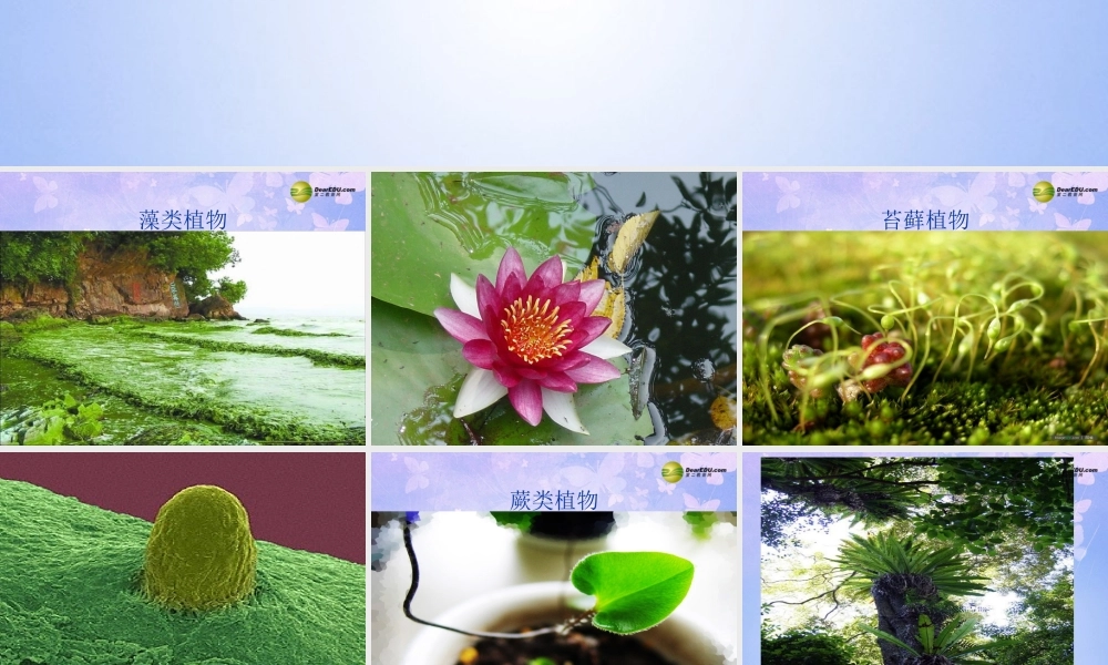 中学七年级生物上册 藻类植物课件 鲁科版 课件