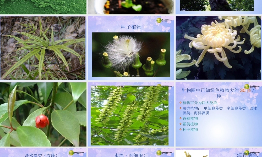 中学七年级生物上册 藻类植物课件 鲁科版 课件