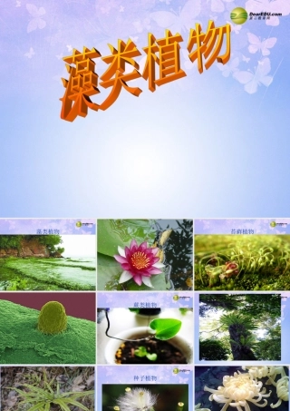 中学七年级生物上册 藻类植物课件 鲁科版 课件