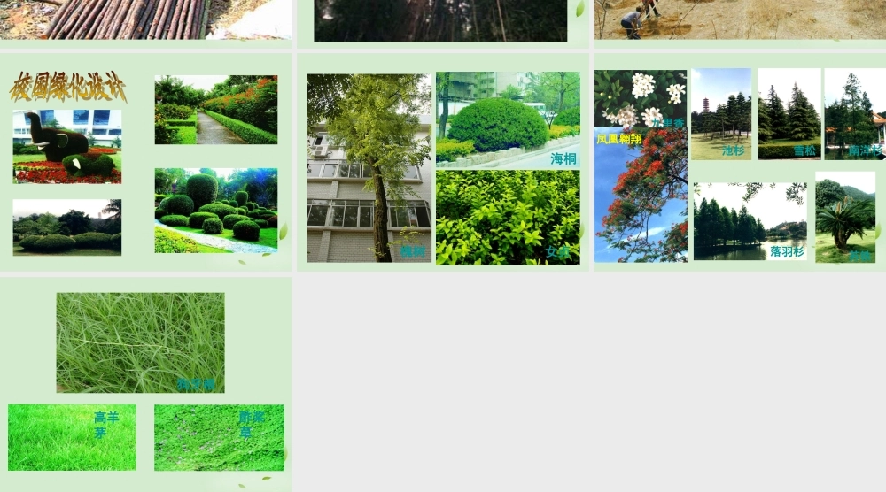 七年级生物上册(绿化，我们共同的行动)课件 苏教版 课件