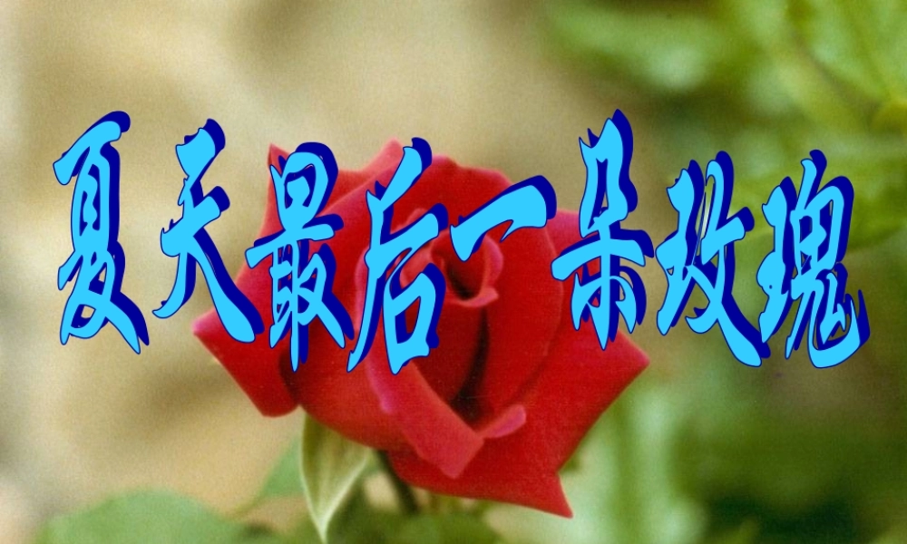 七年级语文上册第二单元8(夏天最后一朵玫瑰)课件上海五四制版 课件