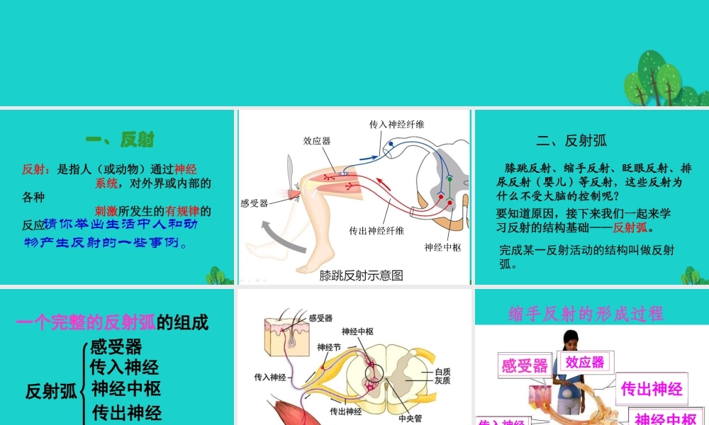 七年级生物下册 第三单元 第五章 第三节 神经调节的基本方式课件 (新版)济南版 课件
