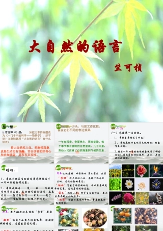 八年级语文上册 第四单元之(大自然的语言)课件 新人教版 课件