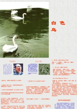 七年级语文上：第11课(白色鸟)课件(长春版) 课件
