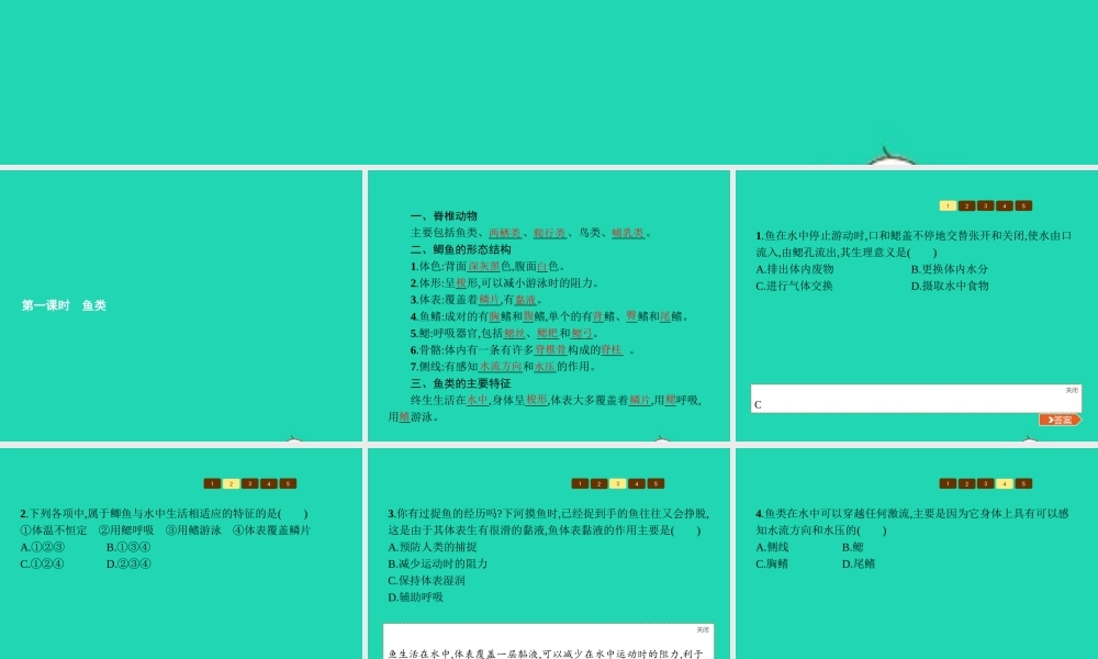 七年级生物上册 2.2.2 脊椎动物的主要类群(第1课时 鱼类)课件 (新版)济南版 课件