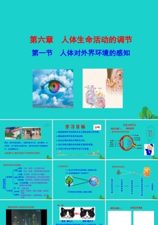 七年级生物下册 4.6.1 人体对外界环境的感知课件 七年级生物下册 4.6.1 人体对外界环境的感知课件+素材(新版)新人教版-2