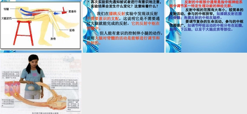 八年级生物 第一学期(试验本)第2章第二节 神经系统观察非条件反射课件 上海版 课件