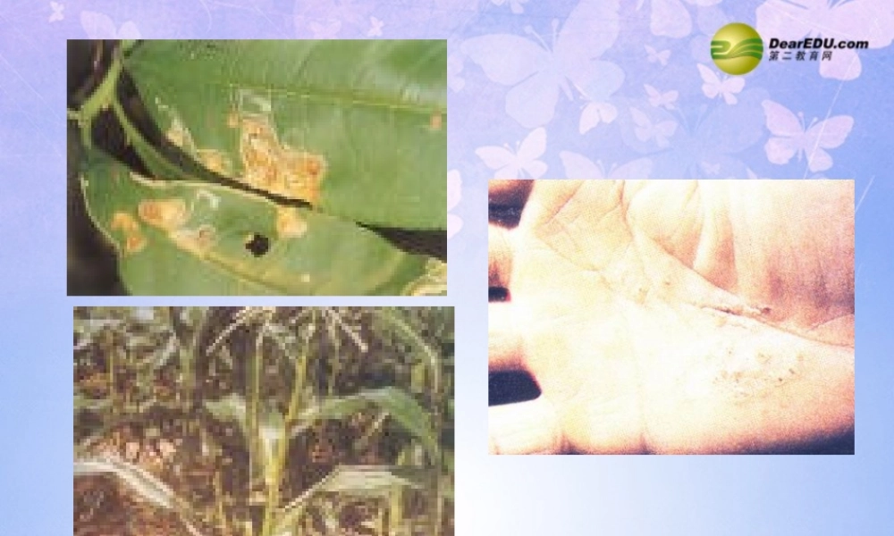 八年级生物上册 5.4.1 细菌真菌的分布课件 新人教版 课件