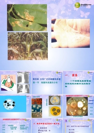 八年级生物上册 5.4.1 细菌真菌的分布课件 新人教版 课件