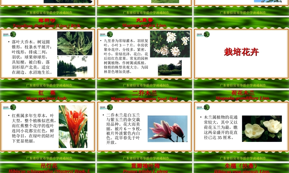 七年级生物绿化植物课件 新课标 人教版 课件