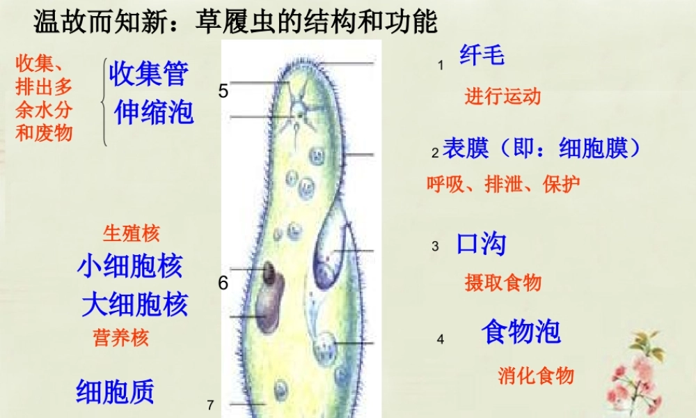 中学七年级生物上册 3.1.1 藻类、苔藓、蕨类植物课件 (新版)新人教版 课件