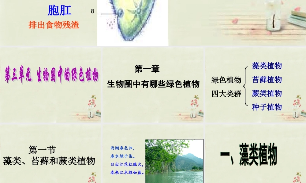 中学七年级生物上册 3.1.1 藻类、苔藓、蕨类植物课件 (新版)新人教版 课件