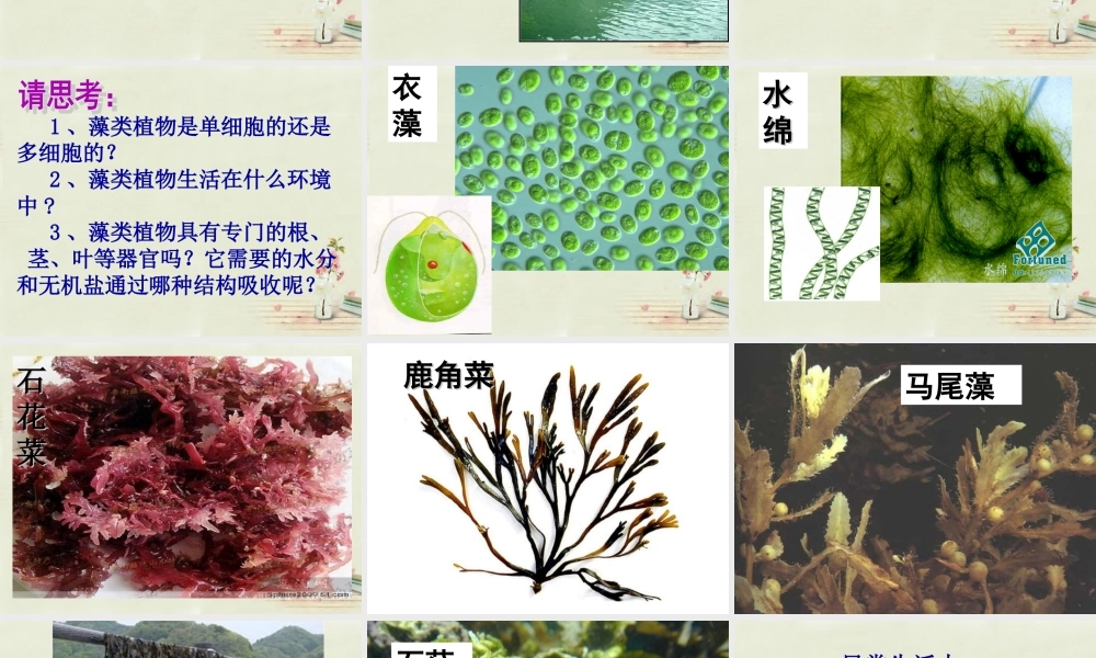 中学七年级生物上册 3.1.1 藻类、苔藓、蕨类植物课件 (新版)新人教版 课件