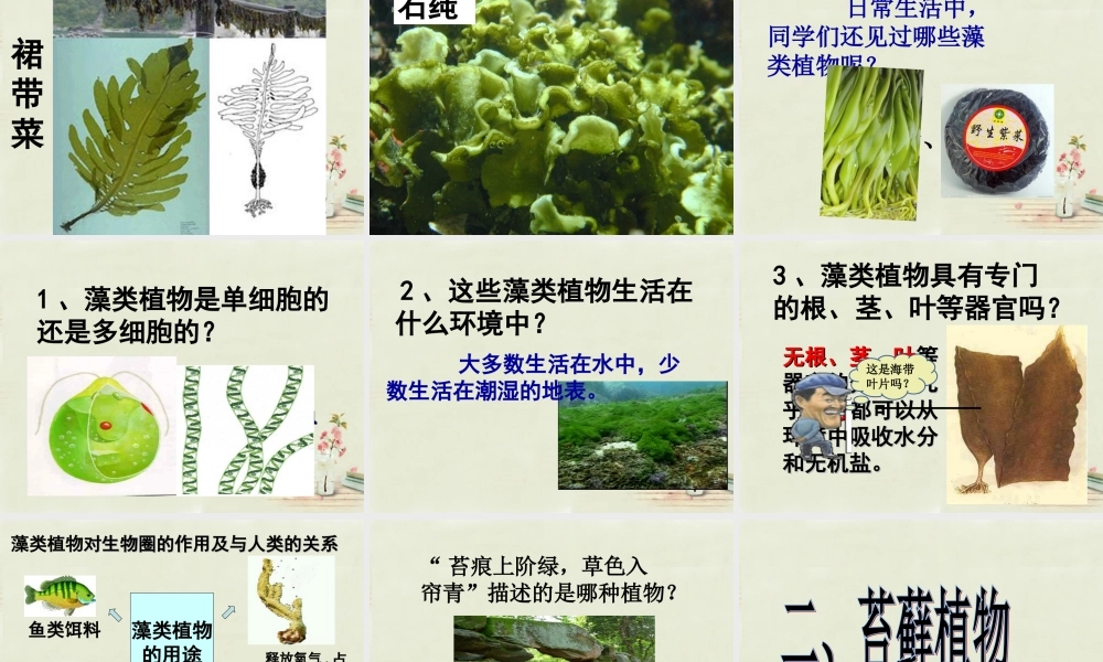 中学七年级生物上册 3.1.1 藻类、苔藓、蕨类植物课件 (新版)新人教版 课件