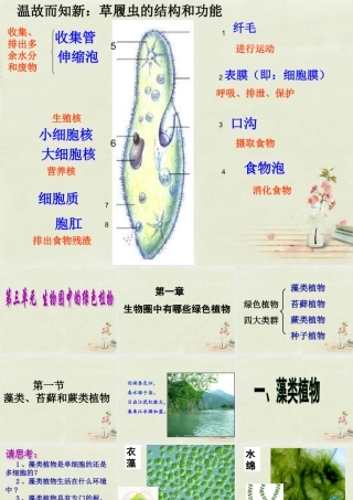 中学七年级生物上册 3.1.1 藻类、苔藓、蕨类植物课件 (新版)新人教版 课件