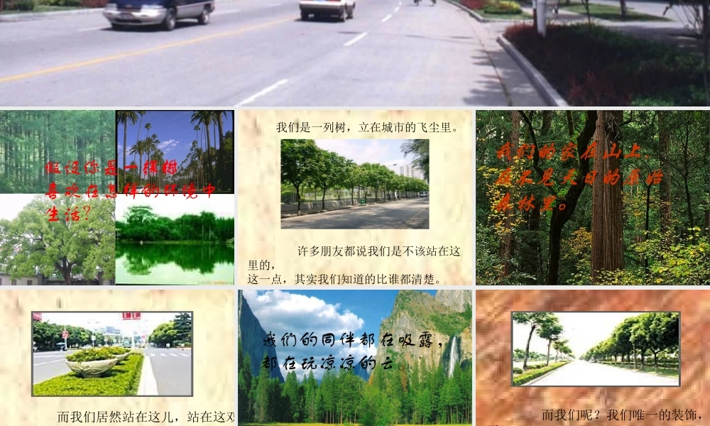 七年级语文行道树课件 新课标 人教版 课件
