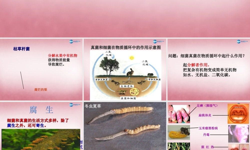 八年级生物上册 5.4.4 细菌和真菌的作用课件 (新版)新人教版 课件