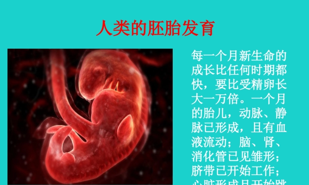 八年级生物上册 第四单元 第三章 第一节 婴儿的诞生 人类的胚胎发育课件 (新版)济南版 课件