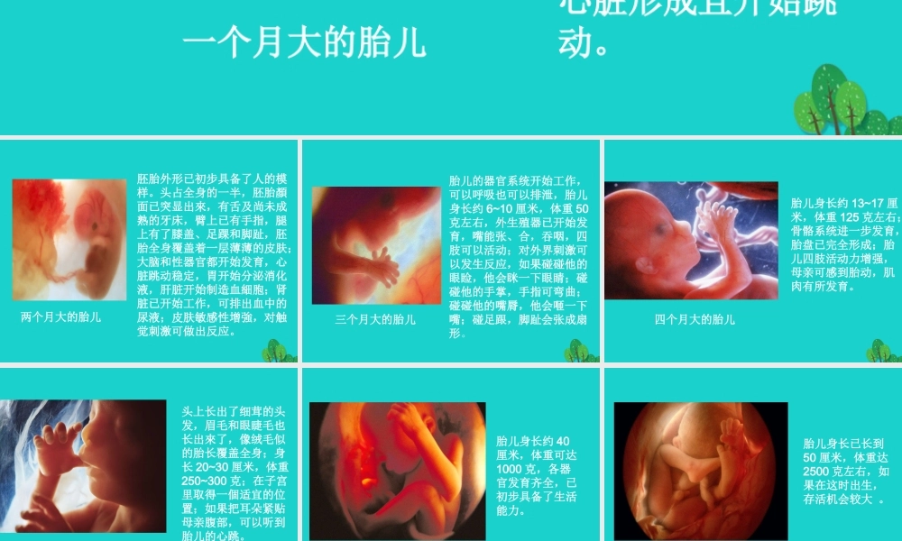 八年级生物上册 第四单元 第三章 第一节 婴儿的诞生 人类的胚胎发育课件 (新版)济南版 课件