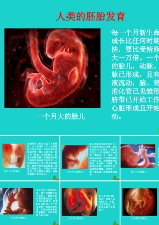 八年级生物上册 第四单元 第三章 第一节 婴儿的诞生 人类的胚胎发育课件 (新版)济南版 课件