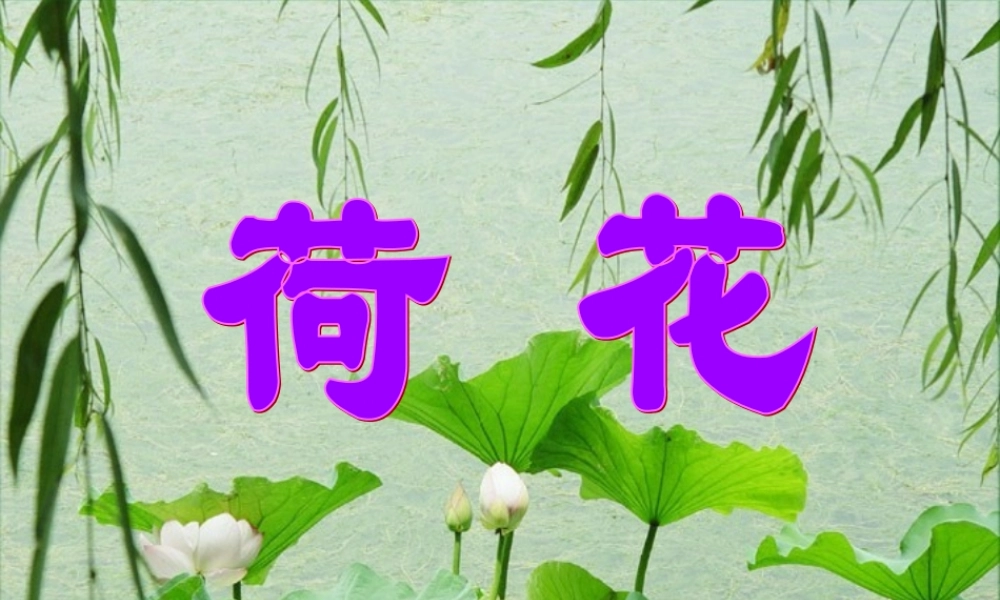 《荷花》课件