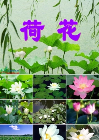 《荷花》课件