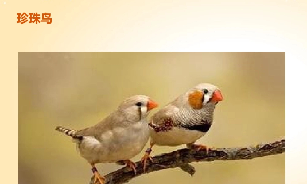 人教版五年级语文上册《珍珠鸟》课件