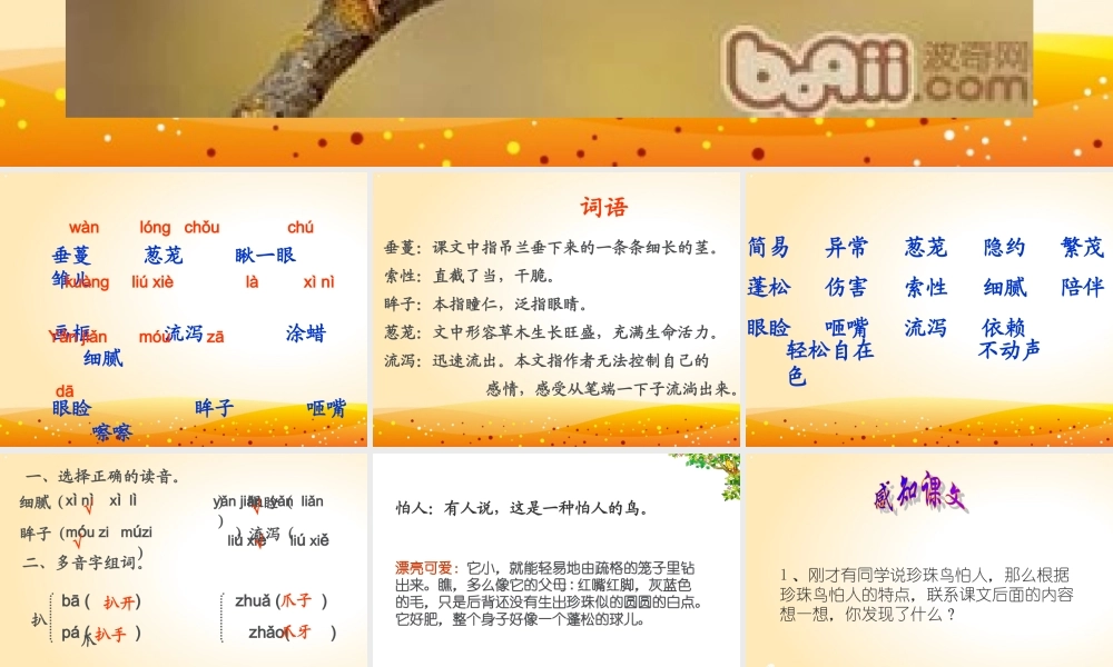 人教版五年级语文上册《珍珠鸟》课件