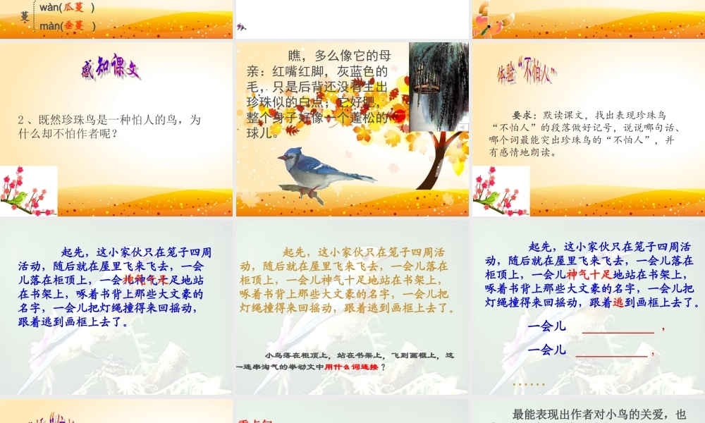 人教版五年级语文上册《珍珠鸟》课件
