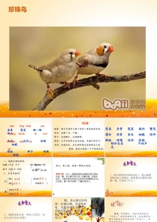 人教版五年级语文上册《珍珠鸟》课件