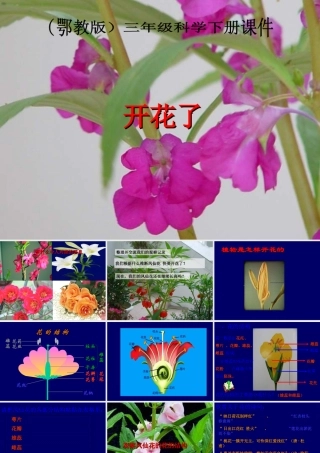开花了（鄂教版）三年级科学下册胡天明PPT课件