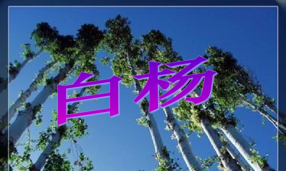 五年级下册白杨