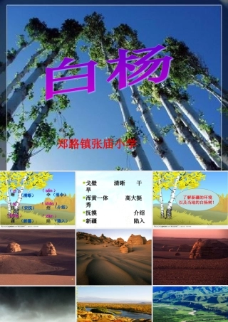 五年级下册白杨