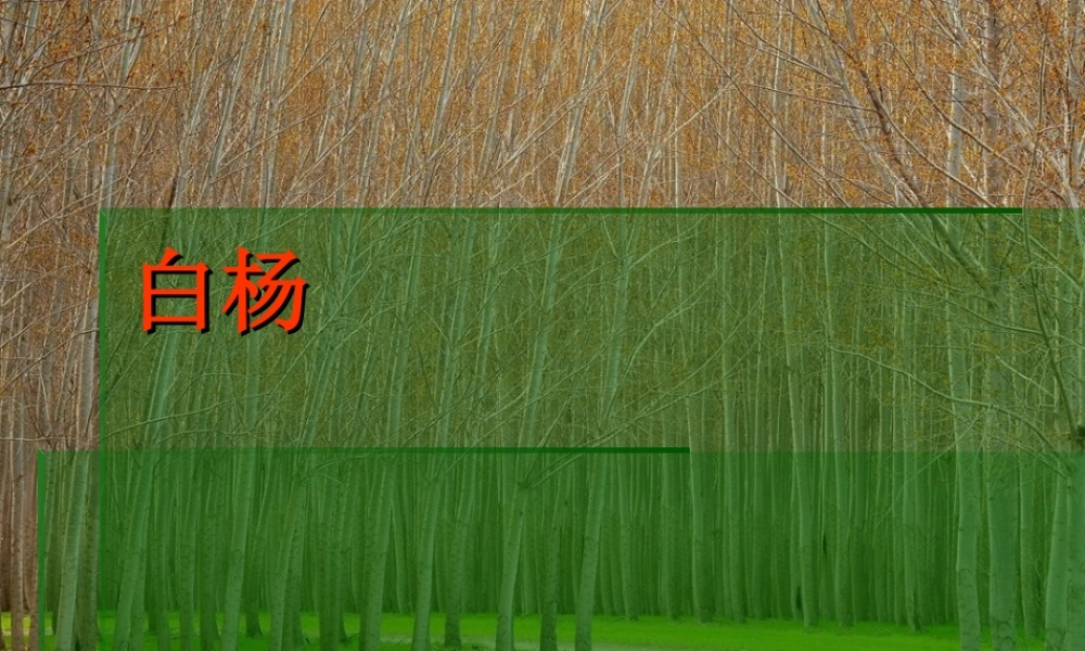 小学语文-白杨课件