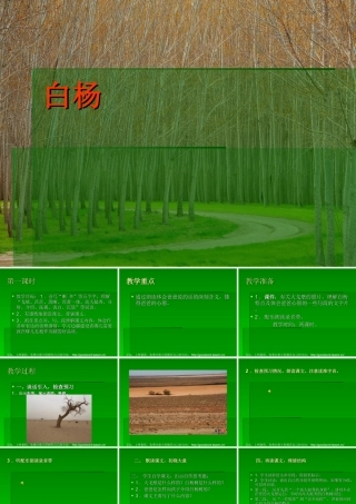小学语文-白杨课件
