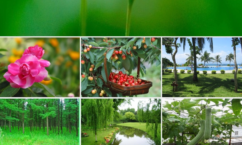 《骑白马的苍耳》课件