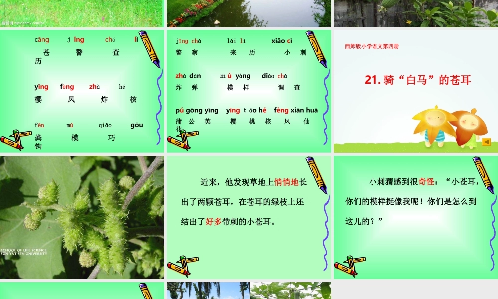 《骑白马的苍耳》课件