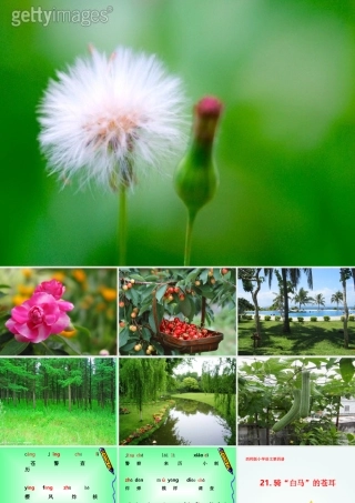 《骑白马的苍耳》课件