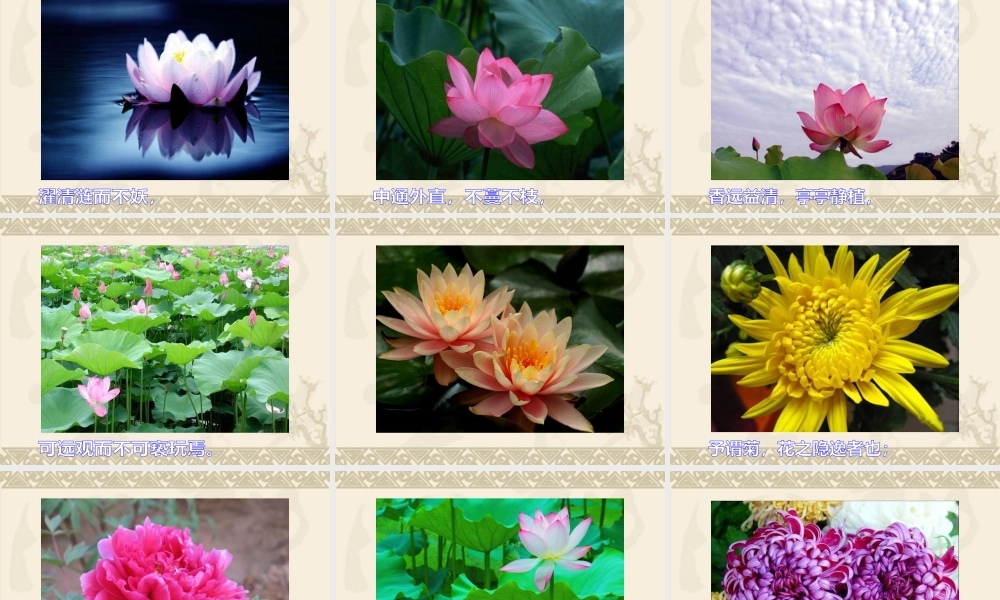 宋明光爱莲说_课件