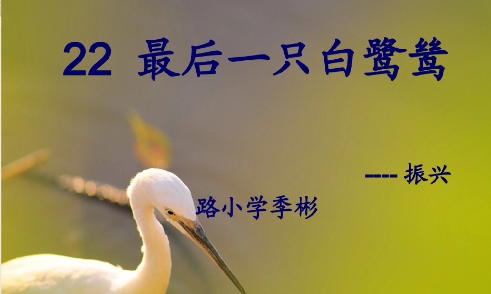 最后一只白鹭鸶课件