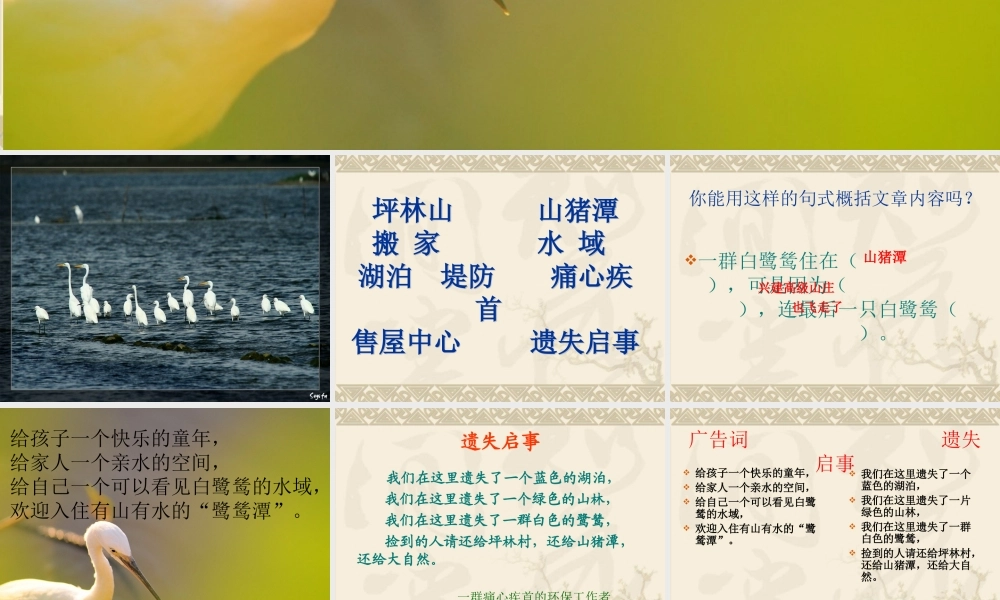 最后一只白鹭鸶课件