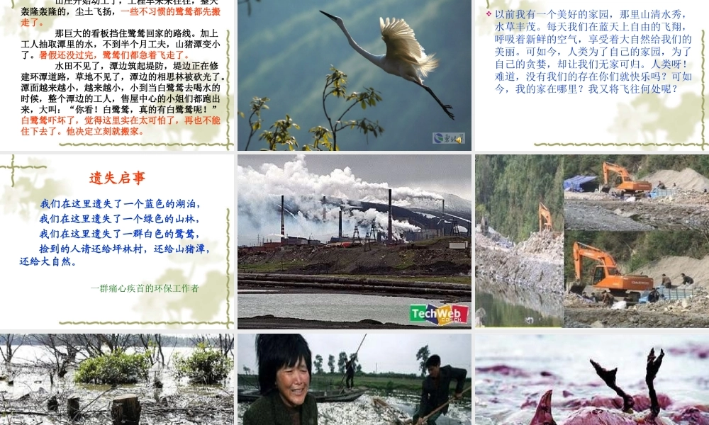 最后一只白鹭鸶课件